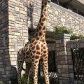 新大阪にいるキリン