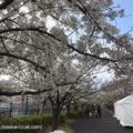 崇禅寺 桜並木の通り抜け
