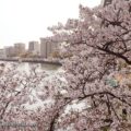 花見の人気スポット 桜ノ宮