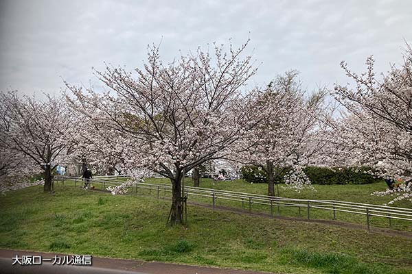 毛馬公園の桜